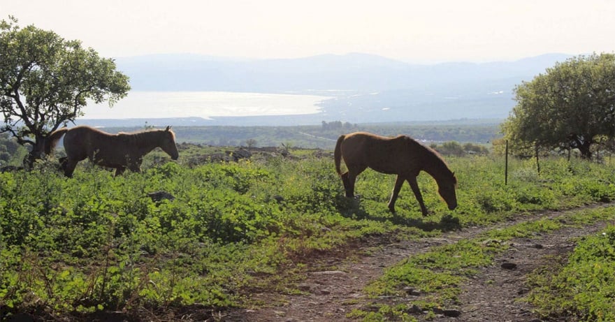 סוסים וכינרת באניעם