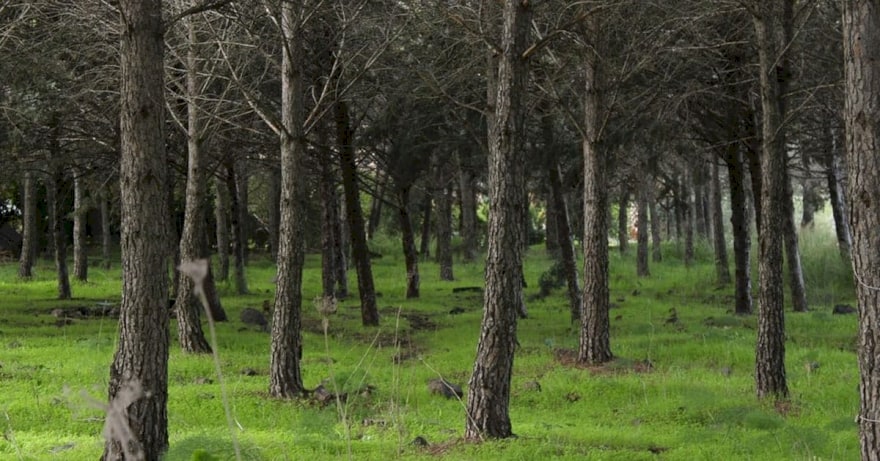 חורשת עצים במושב אניעם