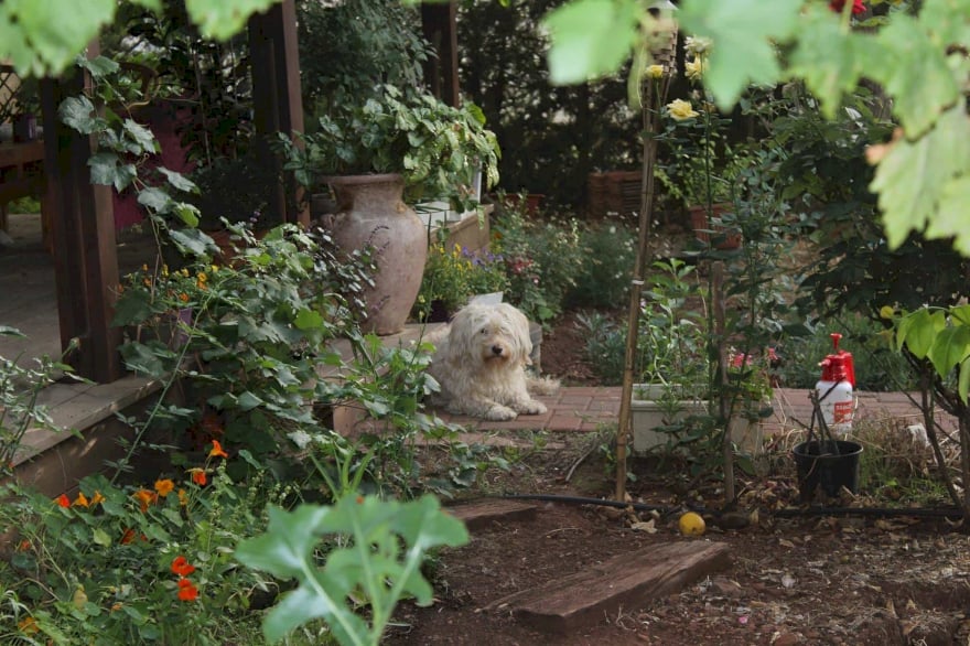 בגינה עם קירבי