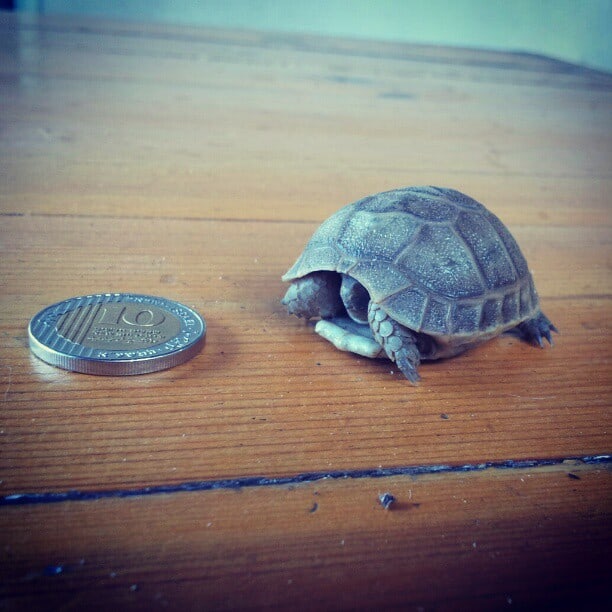 צב צב קטנטן שמצאתי בגינה