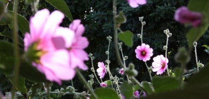 מבט לחצר האחורית בביתנו ז"ל (צילום: דפנה טלמון)