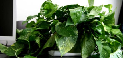 פוטוס זהוב פוטוס זהוב