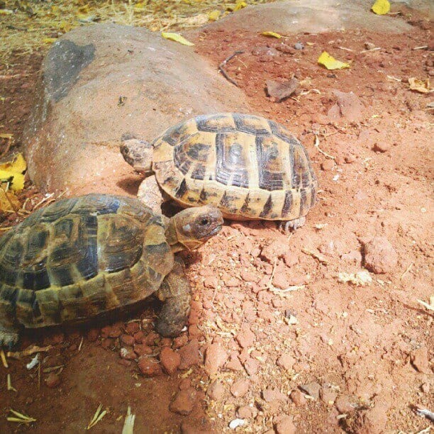 צבים הצבים בגינתנו