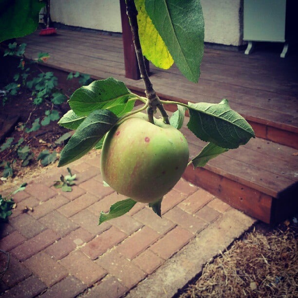 עץ תפוח עץ תפוח