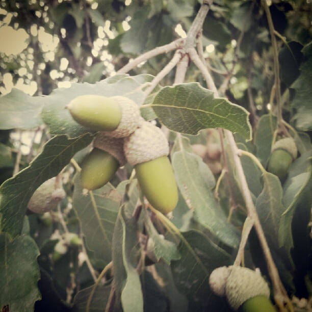 עץ אלון עץ אלון