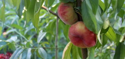 צילום של אפרסק פיתה בגינה